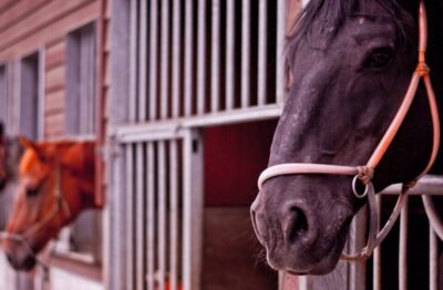 1/27 川崎競馬　BB推奨馬