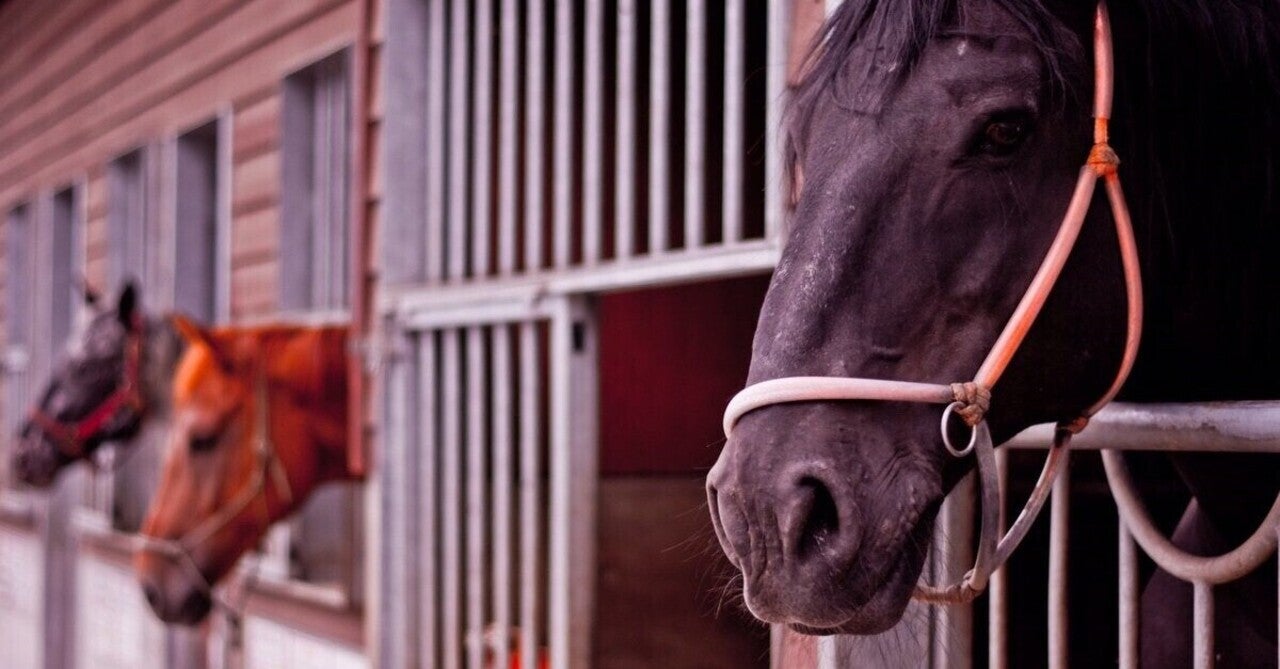 船橋競馬10R11R 穴馬情報🚨