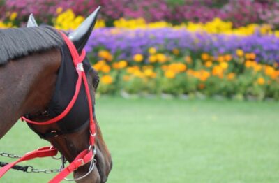 大井11R12R 穴馬情報🚨